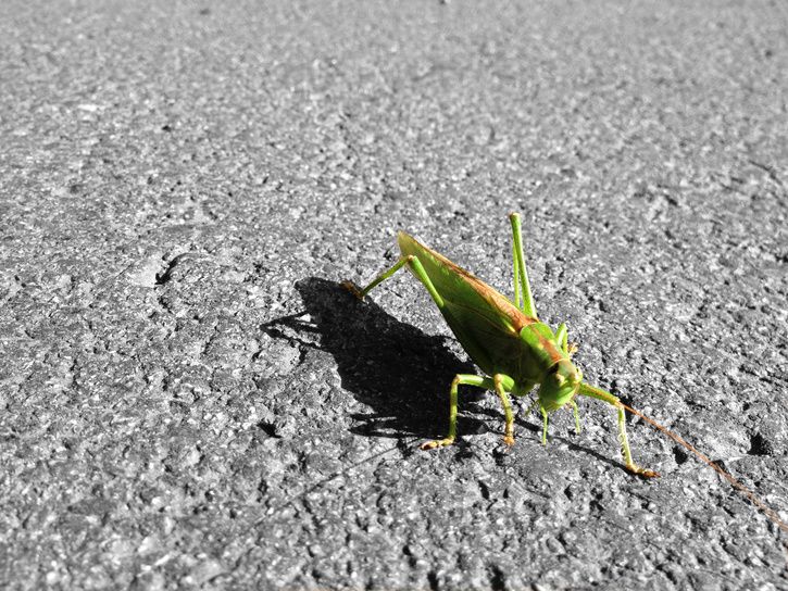 Grasshopper.jpg
