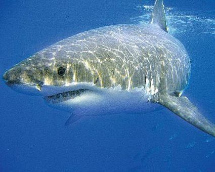 great-white-shark-picture-01_45.jpg ht=340