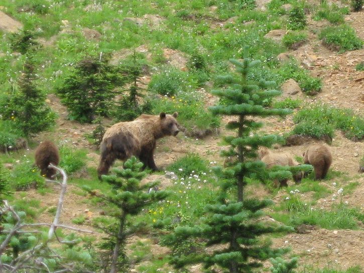 Grizzly.JPG
