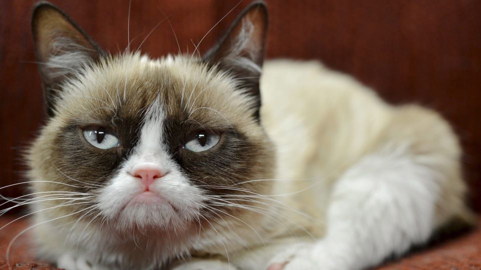 grumpycat.jpg