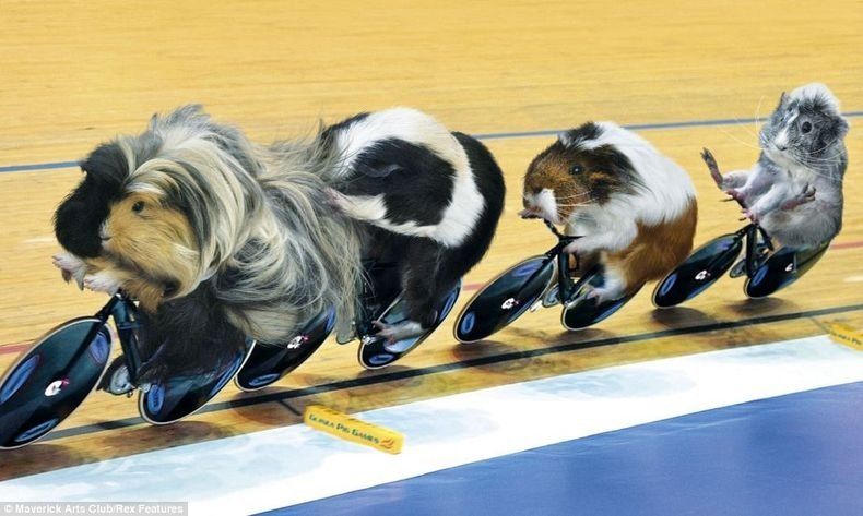 guinea-pig-games-55.jpg