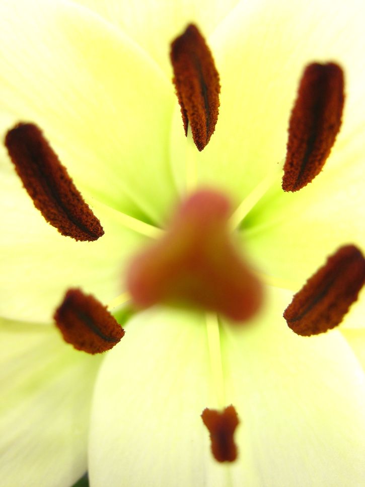Gulblomma.jpg