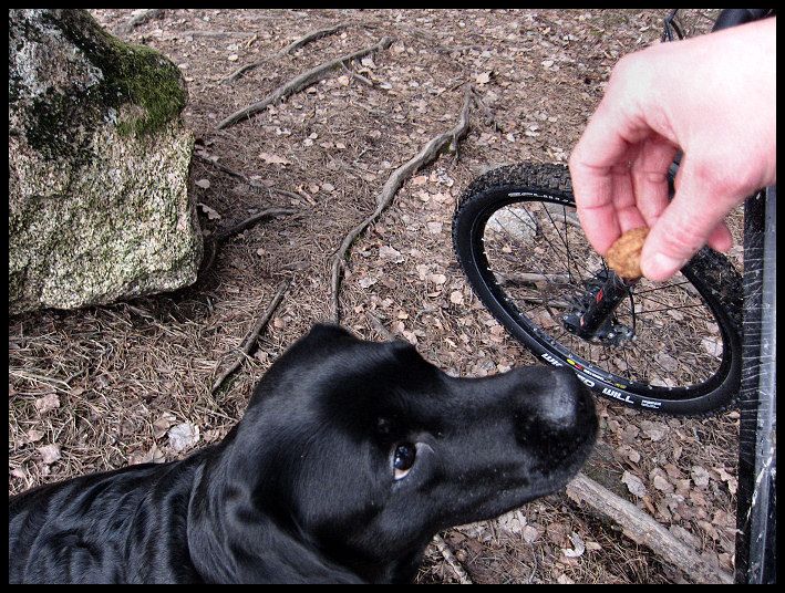 gulanmedhund_15.jpg ht=536