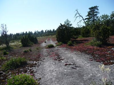 hallhangvarhllar.JPG ht=300