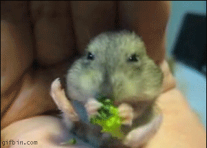 hamsterbroccoli.gif ht=215