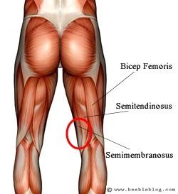 Hamstring-Anatomy.jpg