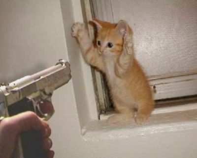 hands-up-cat.jpg ht=322