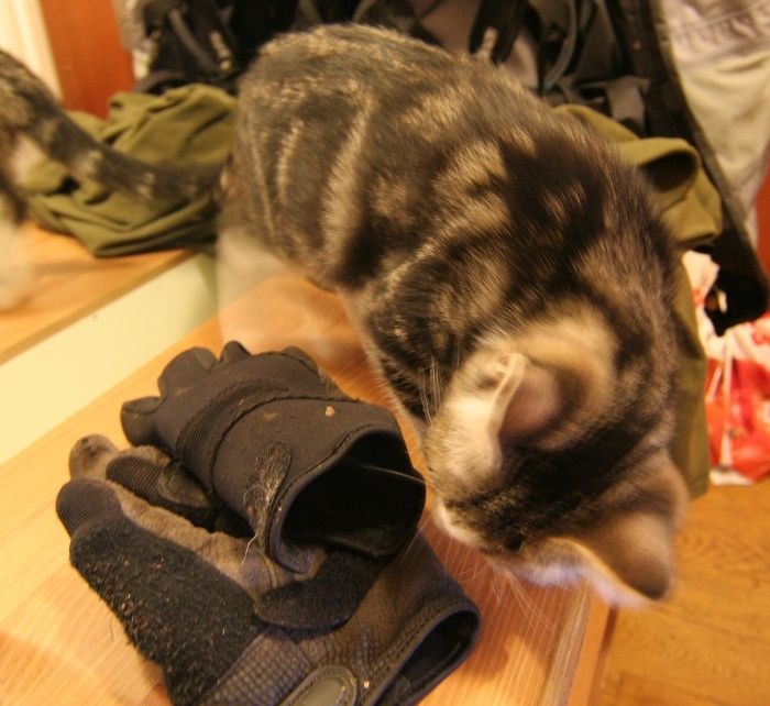 handske.jpg ht=642