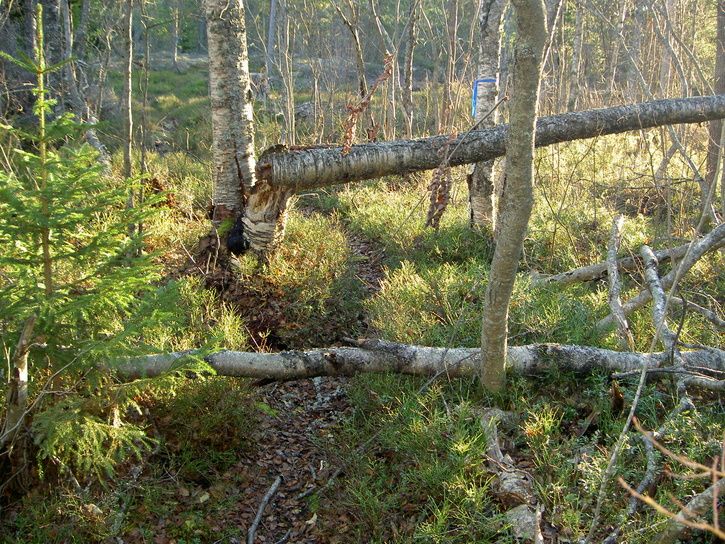 Happy30-06.jpg ht=544