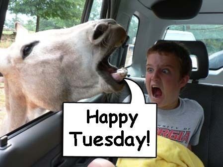 happy_tuesday-7440.jpg ht=337