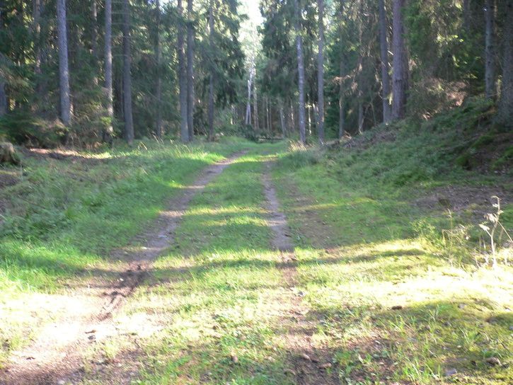 haringe_08080017.JPG ht=544