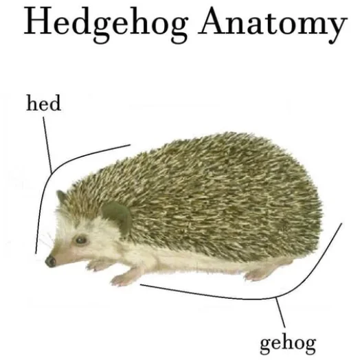 hedgehog.webp