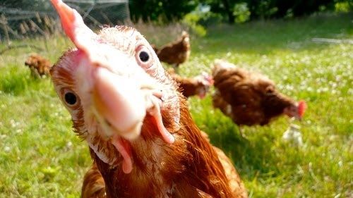 HEN.JPG