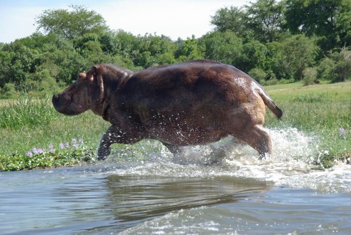 hippo-resized.JPG ht=485