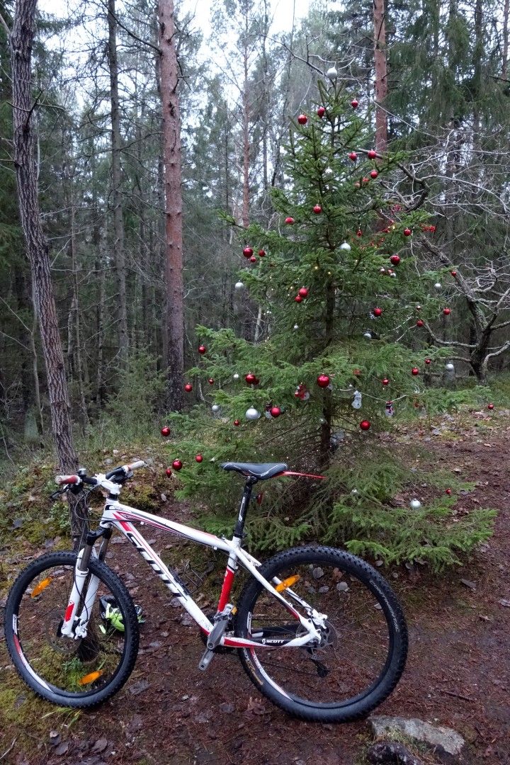 Hjulgran.JPG