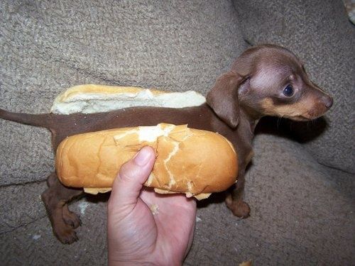 hotdog.jpg ht=375