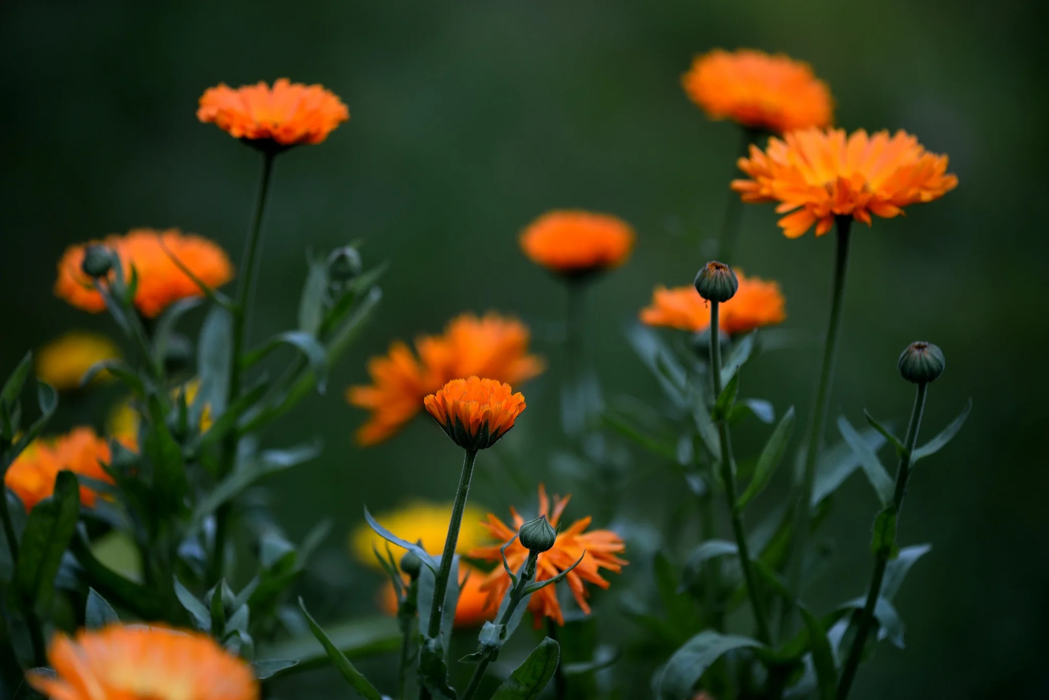 HPM_517014.webp