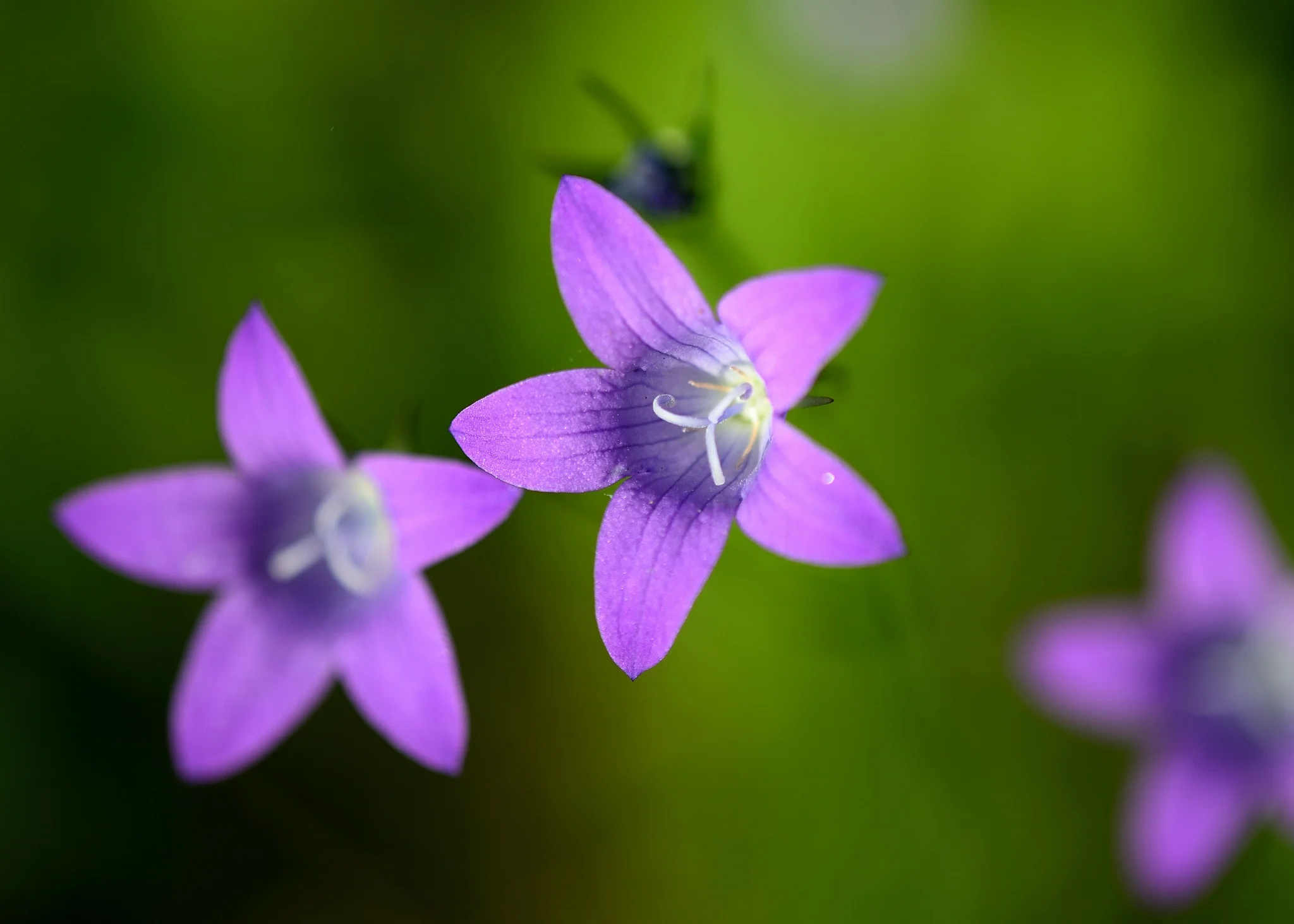 HPM_520524.webp