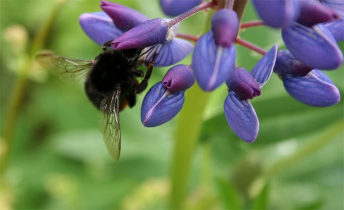 HumlaochLupin2.jpg ht=415