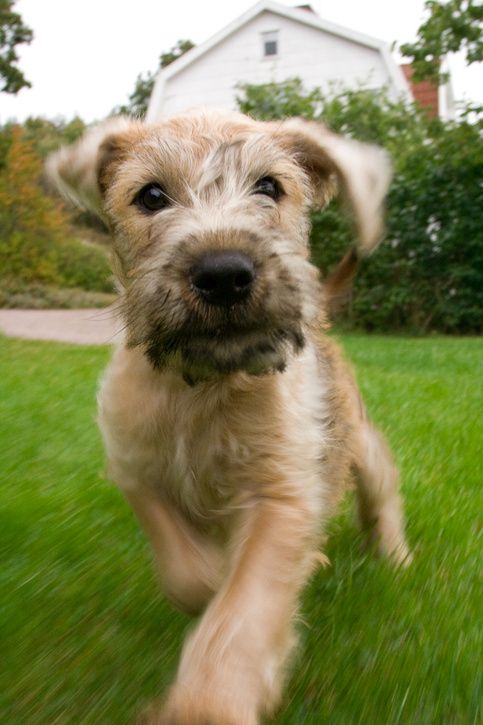 hund-0002.jpg ht=725