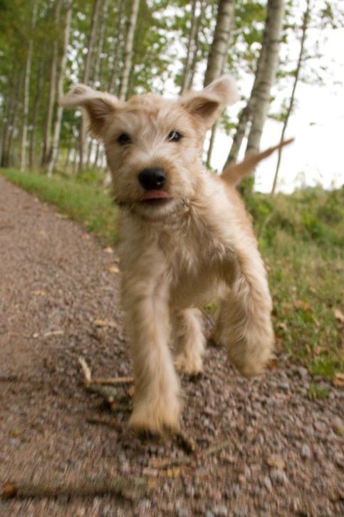 hund-0003.jpg ht=725