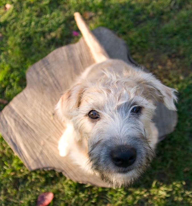 hund-0004.jpg ht=725