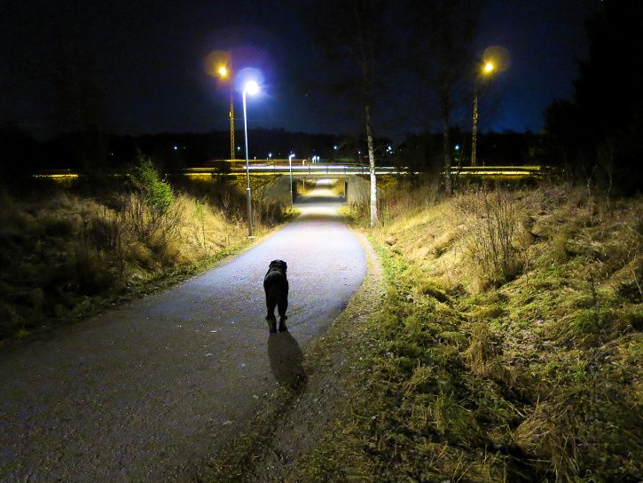 hund.jpg