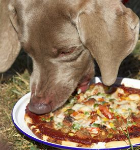 hund_ter_pizza.jpg