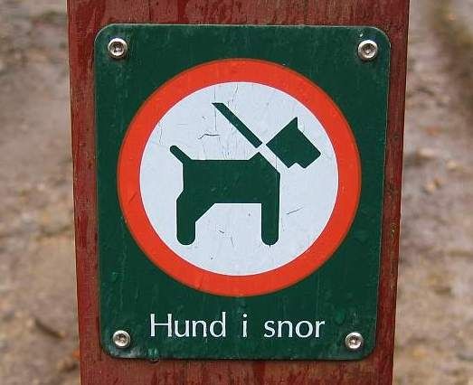 hund_i_snor-723889.jpg ht=426