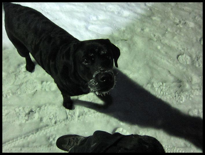 hund_och_huck_10.jpg ht=536