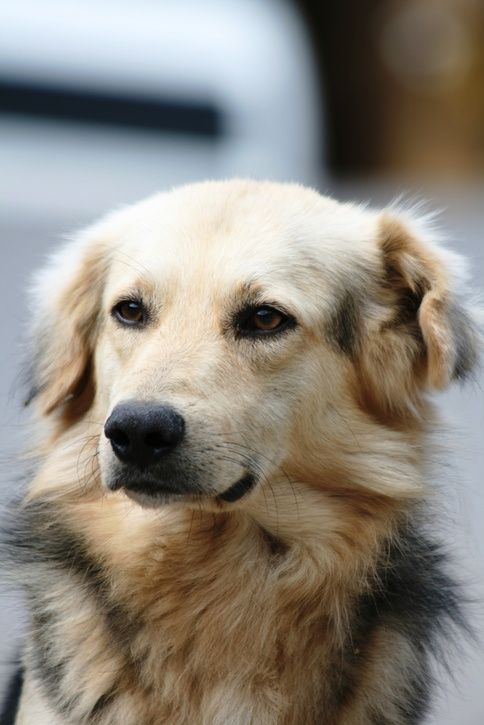 Hunden.jpg ht=725
