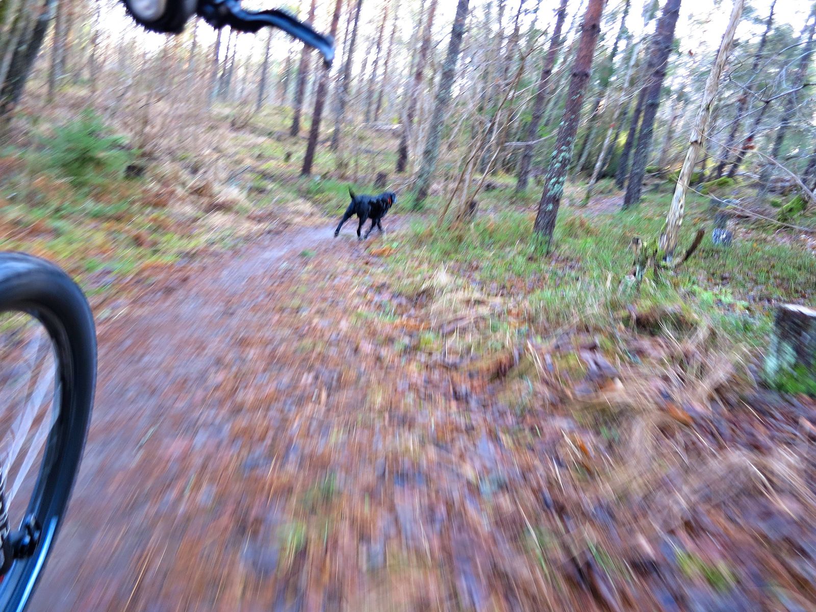 Hundpromenix-02.jpg