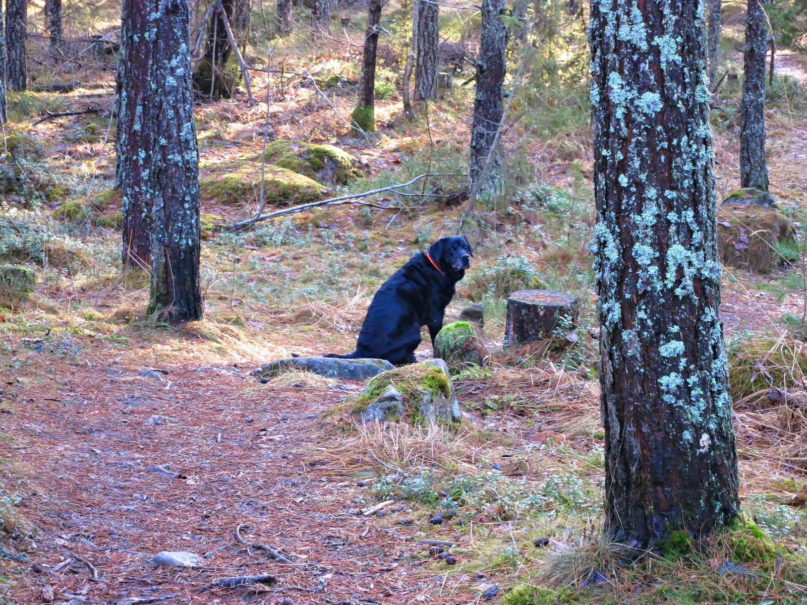 Hundpromenix-05.jpg