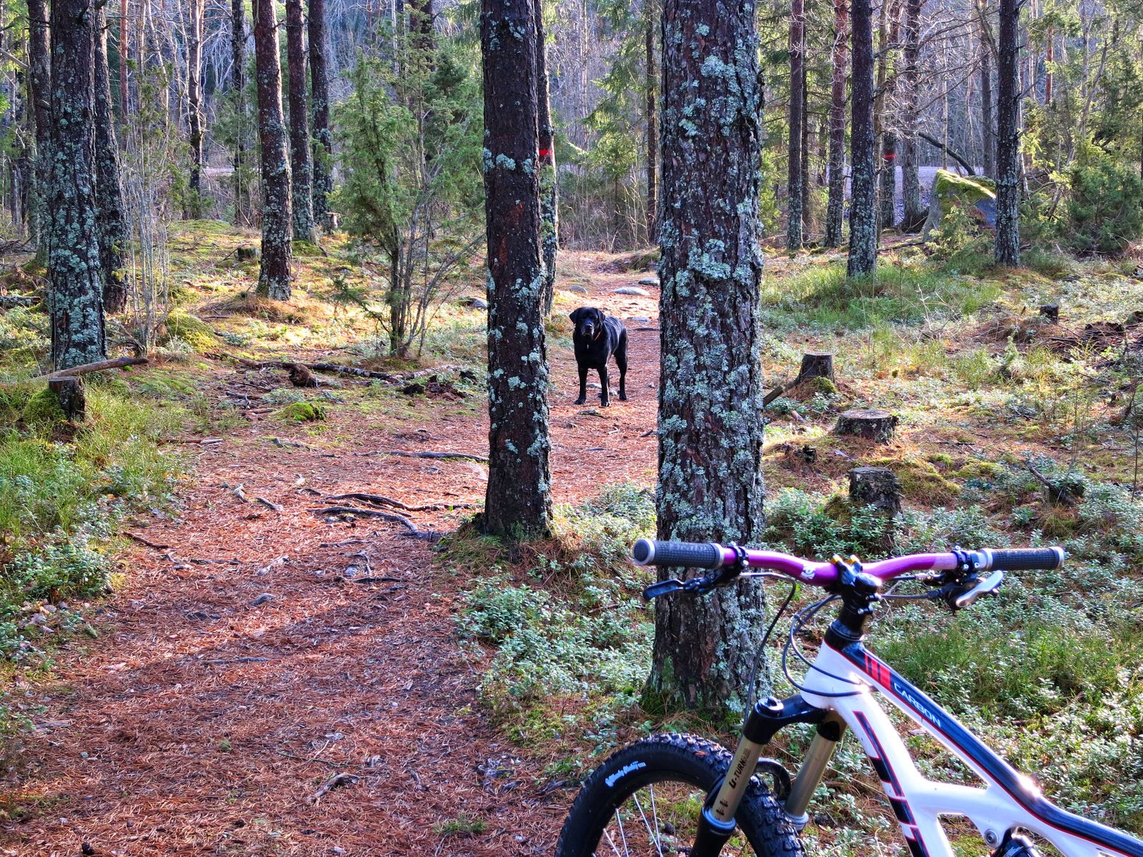 Hundpromenix-10.jpg