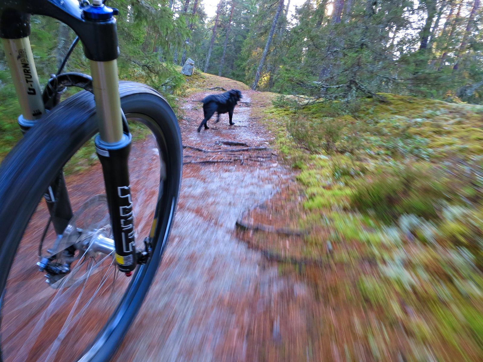 Hundpromenix-15.jpg
