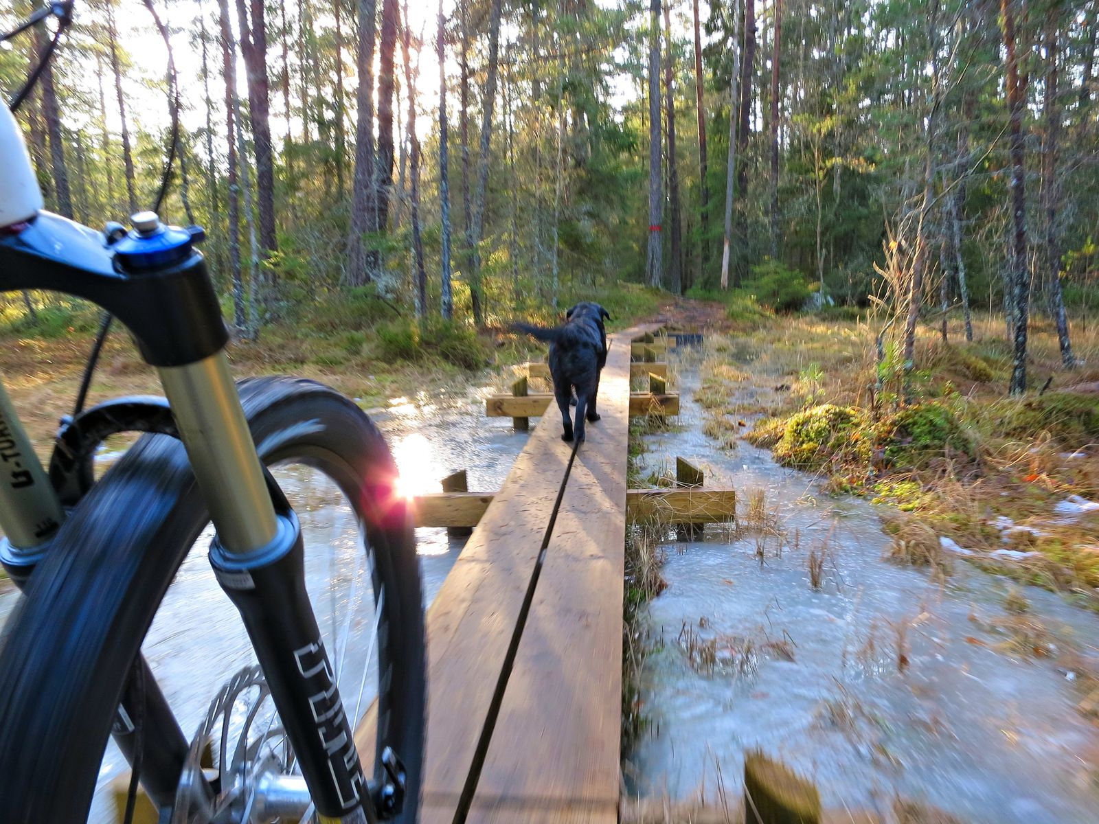 Hundpromenix-17.jpg