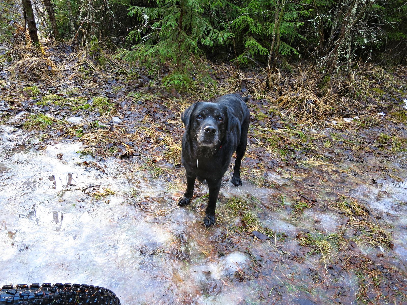 Hundpromenix-21.jpg