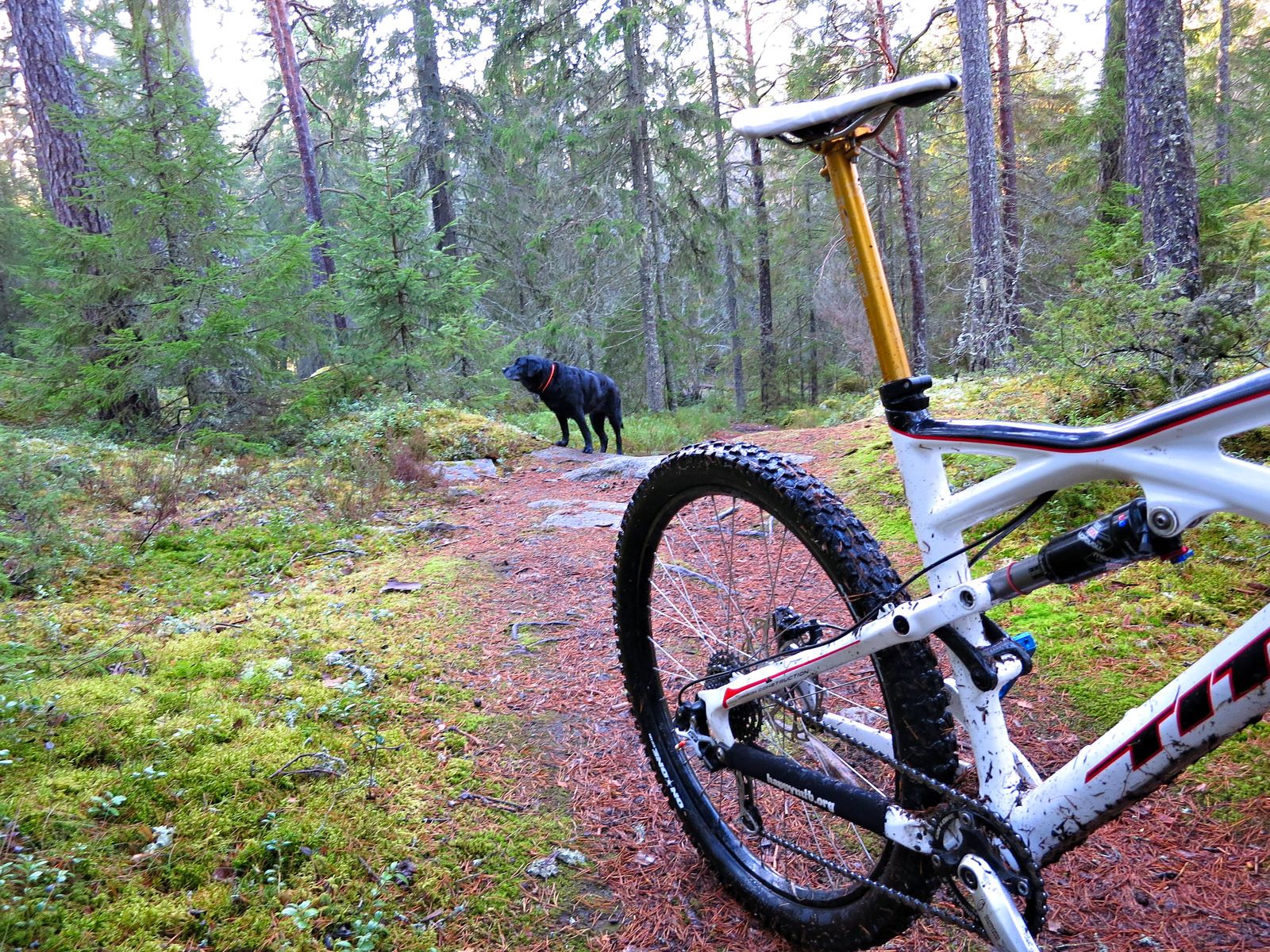 Hundpromenix-34.jpg