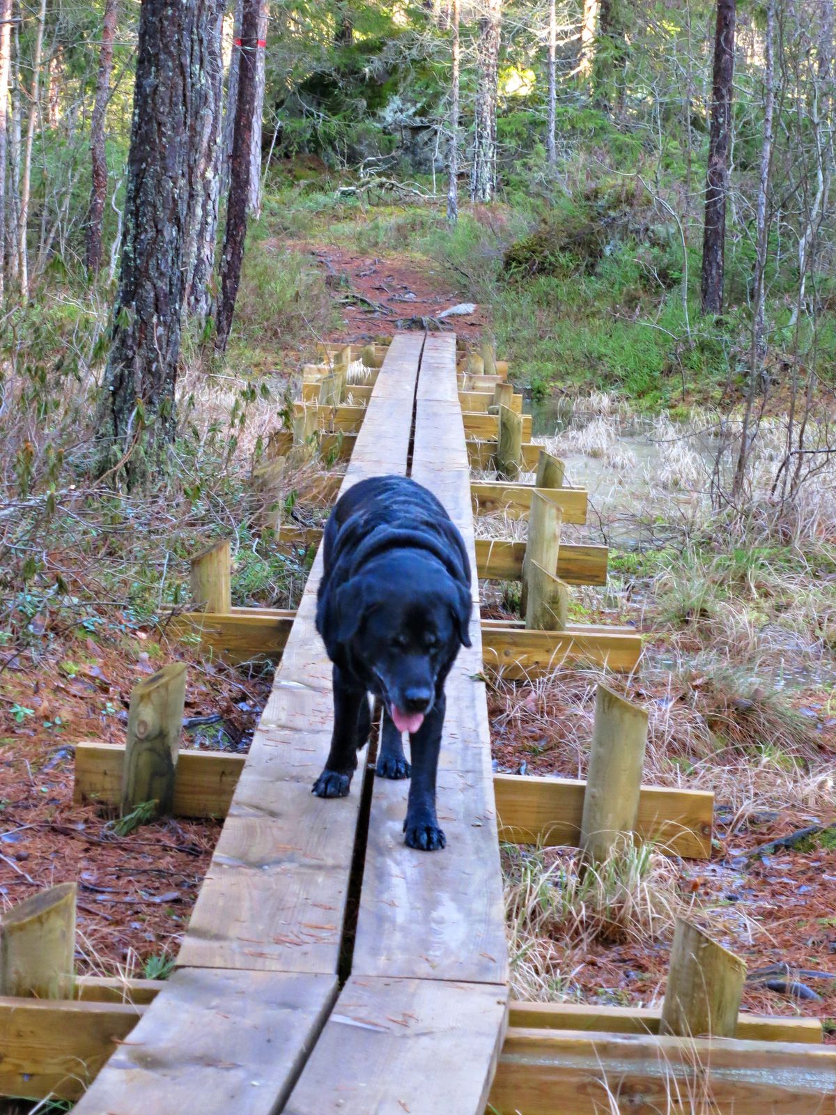 Hundpromenix-36.jpg