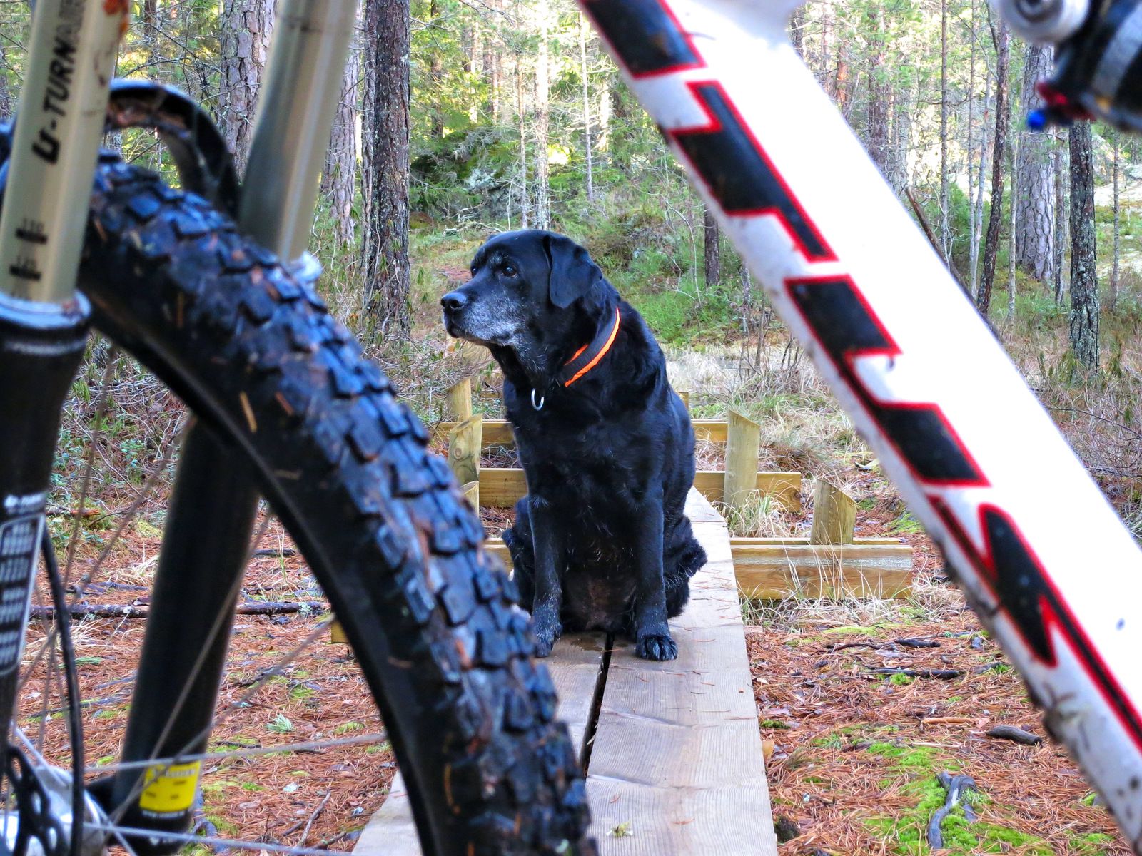 Hundpromenix-37.jpg