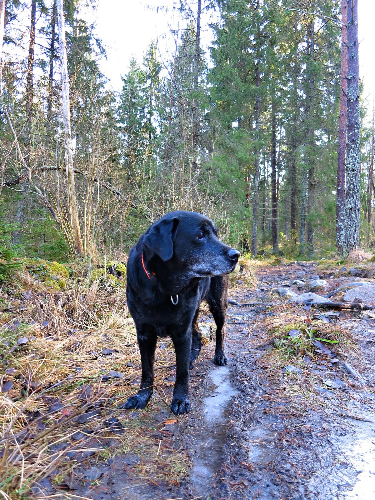 Hundpromenix-39.jpg