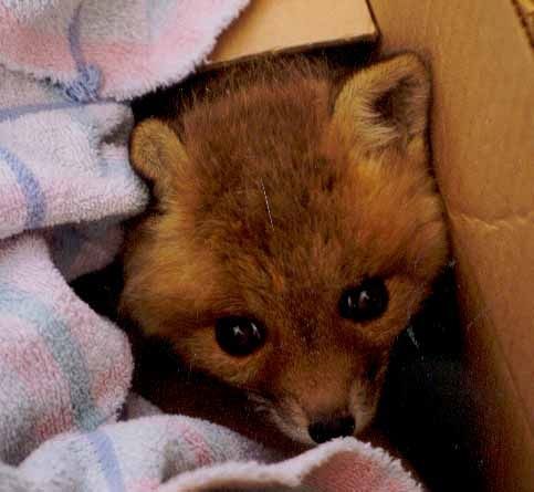 hydrocephapupbox3.jpg ht=445