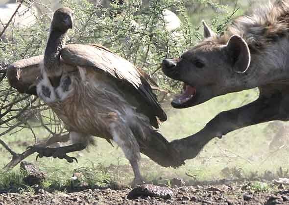 hyena_vulture.jpg ht=418
