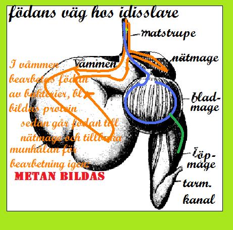 idissla.jpg