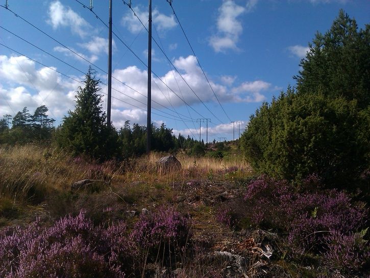 IMAG0236.jpg
