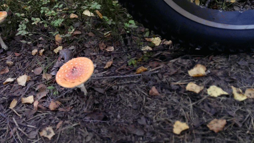 IMAG0305_BURST001-ANIMATION.gif