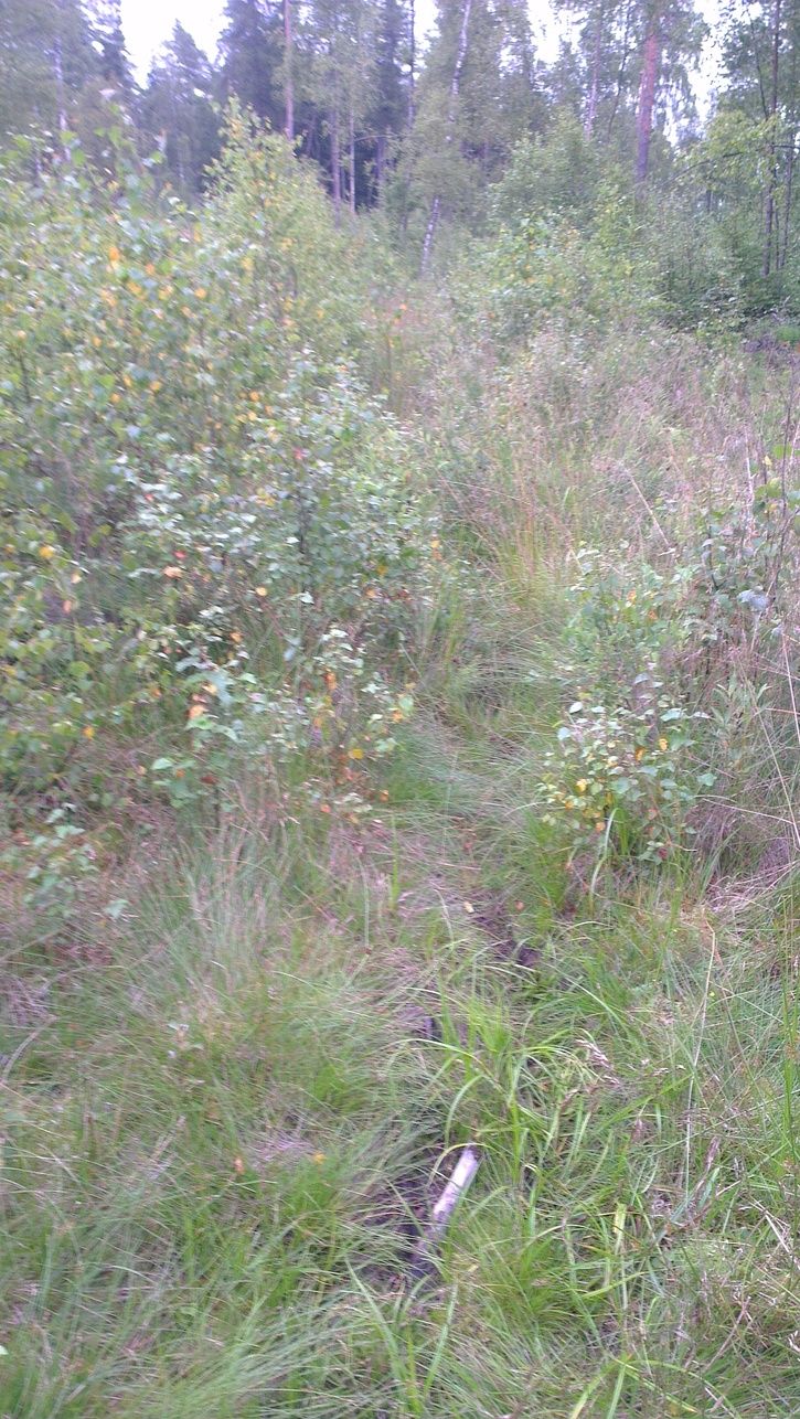 IMAG0472.jpg