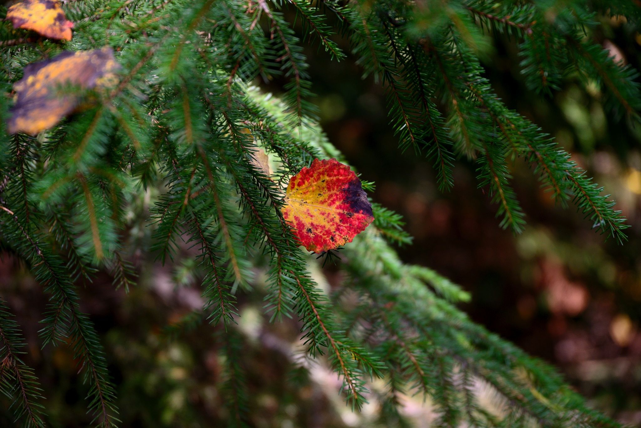 image011.jpg