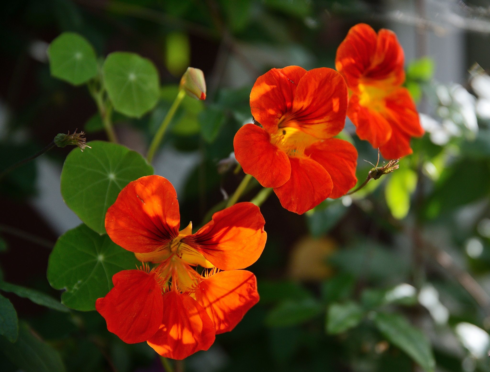 image017.jpg