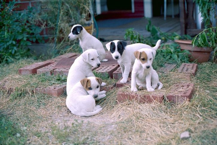 Image_003.JPG ht=483